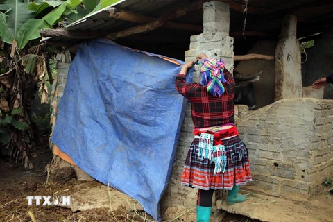 Người dân bản Thèn Pả xã Tả Lèng, huyện Tam Đường, tỉnh Lai Châu dùng bạt che chắn chuồng trại phòng chống đói rét cho đàn gia súc. (Ảnh: Quý Trung/TTXVN)