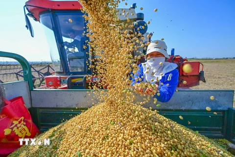Thu hoạch đậu nành tại Lạc Dương, tỉnh Hà Nam, Trung Quốc ngày 14/10/2023. (Ảnh: THX/TTXVN)