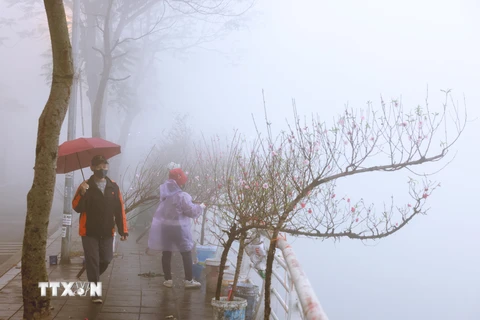 Những cành hoa đào bên bờ hồ Tây trong sương mù sáng 2/2. (Ảnh: Lâm Khánh/TTXVN)