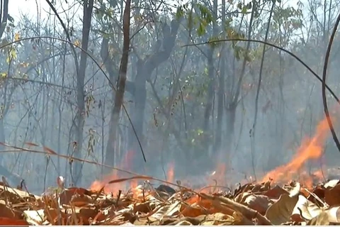 (Nguồn: Thaipbsworld)