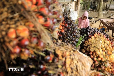 Thu hoạch dầu cọ tại Kutamakmur, Aceh, Indonesia. (Ảnh: AFP/TTXVN)