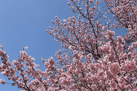 Tokyo tưng bừng đón mùa hoa anh đào