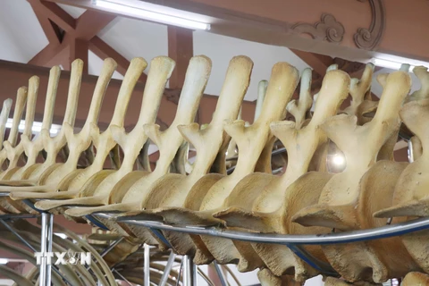 Chiêm ngưỡng hai bộ xương cá voi lớn nhất Việt Nam ở đảo Lý Sơn