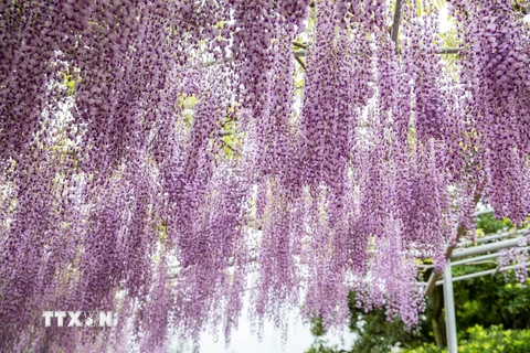 Vườn hoa tử đằng đẹp nhất Nhật Bản nở rộ