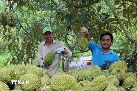 Thu hoạch sầu riêng tại Hợp tác xã Liên Đức, xã Xà Bang (Châu Đức, Bà Rịa-Vũng Tàu). (Ảnh: Hoàng Nhị/TTXVN)