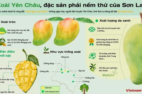 Xoài Yên Châu - đặc sản phải nếm thử của Sơn La