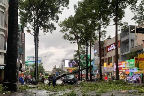 Chiều 14/7, một cây xanh lớn bị gió thổi bật gốc, đè lên xe ôtô trên đường Ngô Gia Tự, quận 10, Thành phố Hồ Chí Minh. (Ảnh: TTXVN phát)