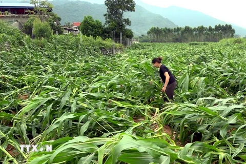 Ảnh minh họa. (Nguồn: TTXVN phát)