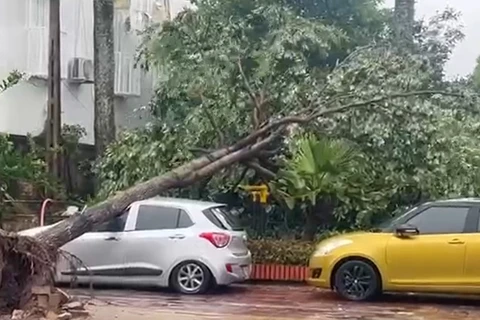 Thái Bình: Gió giật mạnh, cây gãy đổ la liệt