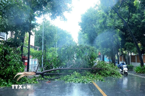 Cành cây trước nhà số 25 Quang Trung (Hà Nội) gãy, rơi chắn ngang đường. (Ảnh: Hoàng Hiếu/TTXVN)