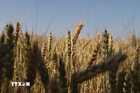 Lúa mỳ được trồng trên cánh đồng ở gần Izmail, Ukraine. (Ảnh: AFP/TTXVN)