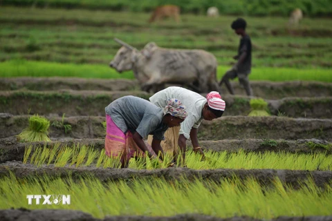 Nông dân trồng lúa trên cánh đồng ở Nagaon, bang Assam, Ấn Độ, ngày 14/7/2024. Ảnh: THX/TTXVN