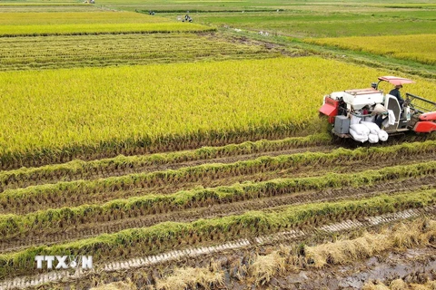 Thu hoạch lúa mùa tại Hợp tác xã sản xuất kinh doanh nông sản Quang Lanh (Kiến Xương, Thái Bình). (Ảnh: Thế Duyệt/TTXVN)