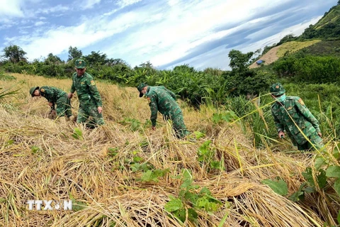 Lực lượng Bộ đội Biên phòng tỉnh Quảng Nam giúp dân gặt lúa phòng chống bão số 6. (Ảnh: Trần Tĩnh/TTXVN)