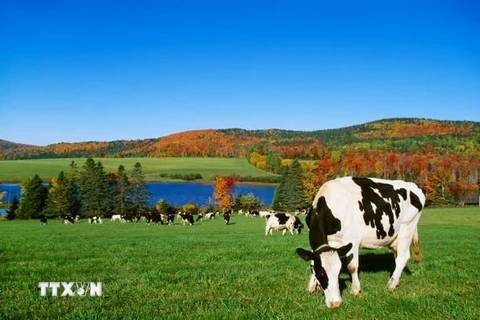 Một trang trại ở Vermont, Mỹ. (Ảnh: Getty Images/TTXVN)