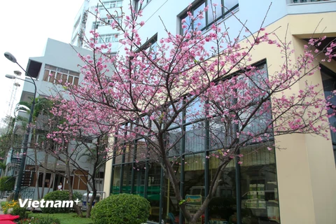 [Photo] Ngắm hoa anh đào Nhật Bản nở giữa lòng Hà Nội 