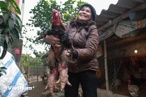 [Photo] Cận cảnh giống gà "đắt như vàng" ở Hưng Yên 
