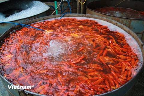 [Photo] Chợ cá chép vàng sôi động trước ngày tiễn ông Táo về trời