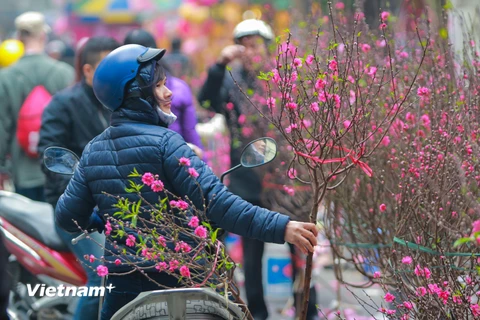 [Photo] Đào khoe sắc rực rỡ trên phố hoa lâu đời nhất Hà Thành
