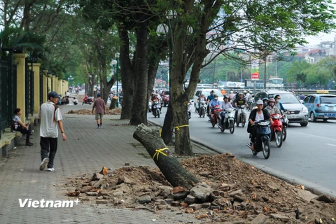 [Photo] Hàng chục cây xanh bị đốn hạ, Hà Nội trở thành đại công trường