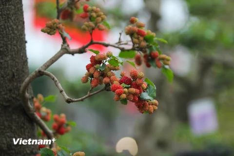 [Photo] Mục sở thị cây dâu cảnh độc nhất vô nhị ở Việt Nam