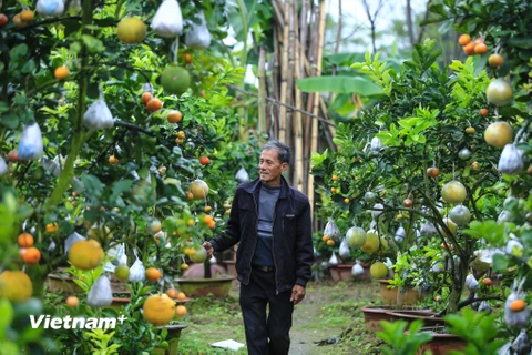 Loại cây với 10 loại quả 'siêu lạ' của ông Lê Đức Giáp. (Ảnh: Minh Sơn/Vietnam+)