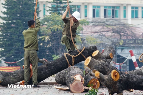 Các công nhân công ty Công viên Cây xanh Hà Nội chặt hạ cây trên tuyến đường Cầu Giấy. (Ảnh: Minh Sơn/Vietnam+)