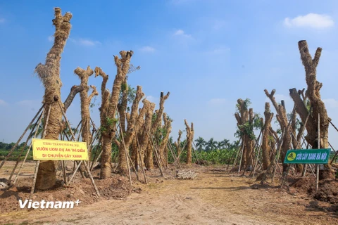 Toàn bộ cây bên đường Kim Mã đều sống sót khi chuyển về vườn ươm. (Ảnh: Minh Sơn/Vietnam+)