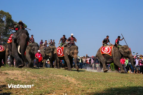 Sáng 12/3, lễ hội đua voi được tổ chức tại huyện Lắk (Đắk Lắk). Có 13 con voi đã tham gia thi đấu thu hút hàng nghìn du khách theo dõi. (Ảnh: Minh Sơn/Vietnam+)