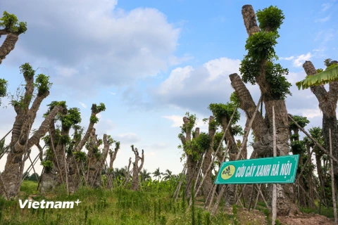 Sau hơn 7 tháng di chuyển từ Kim Mã về vườn ươm xã Đa Tốn, huyện Gia Lâm (Hà Nội), khả năng sống sót và phát triển của hơn 100 cây xanh đã cho những tín hiệu rất đáng tích cực. (Ảnh: Minh Sơn/Vietnam+) 
