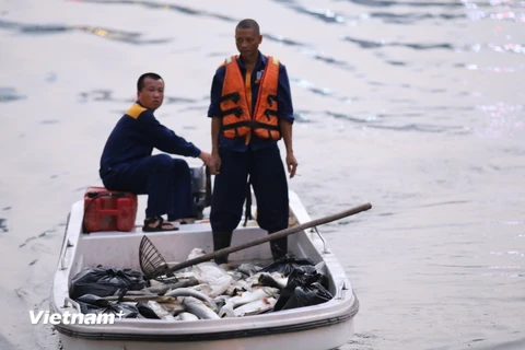 Hiện tượng cá chết lại xảy ra tại hồ Hoàng Cầu. (Ảnh: Minh Sơn/Vietnam+)