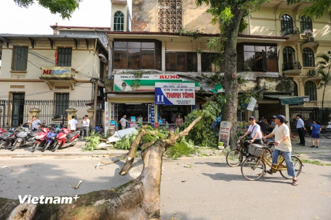 Vụ tai nạn đã khiến phố Phan Huy Chú bị ngăn cách vì thân cây chắn ngang đường. (Ảnh: Minh Sơn/Vietnam+)