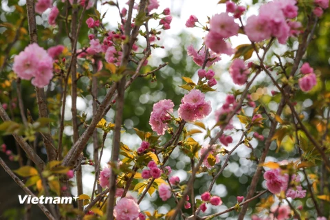 Những cành hoa anh đào đã khoe sắc rực rỡ trong cái nắng vàng ươm của Hà Nội sẵn sàng chào đón các du khách ghé thăm (Ảnh: Minh Sơn/Vietnam+)