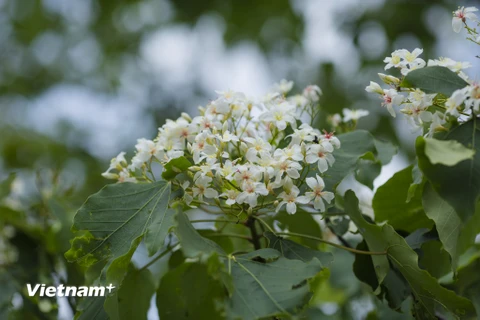 Trên những cung đường miền núi phía Bắc, đầu mùa hè lại có một loài hoa làm nức lòng người bởi vẻ đẹp và hương thơm mê đắm nhưng lại mang cái tên mộc mạc: Hoa trẩu. (Ảnh: Minh Sơn/Vietnam+)