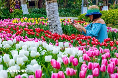 Nhân dịp kỷ niệm 45 năm thiết lập quan hệ ngoại giao Việt Nam - Hà Lan, gần 180.000 cây hoa tulip sẽ đua nhau khoe sắc tại lễ hội hoa 'Sắc màu Hà Lan' đang diễn ra tại khu đô thị Ecopark trong dịp Tết Dương lịch 2019. (Ảnh: PV/Vietnam+)