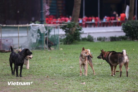Đã gần 2 năm từ khi Nghị định 90/2017/NĐ-CP của Chính phủ ban hành quy định đối với hành vi không đeo rọ mõm cho chó hoặc không xích giữ chó, không có người dắt khi đưa chó ra nơi công cộng sẽ bị phạt từ 600.000 đồng đến 800.000 đồng. (Ảnh: Minh Sơn/Vietn