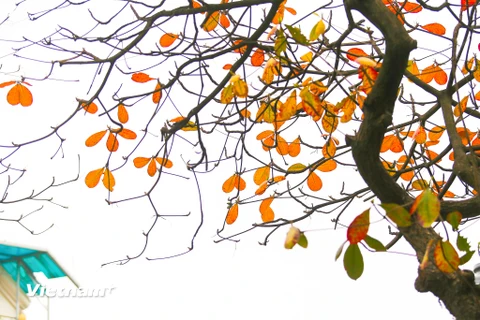 Nếu như Nhật Bản, Hàn Quốc... hấp dẫn du khách với những hàng cây lá vàng, lá phong đỏ vào mùa Thu thì Hà Nội lại khiến người ta trầm trồ bởi sắc đỏ vàng tới muộn của những gốc bàng, gốc lộc vừng cổ thụ. (Ảnh: Thế Đại/Vietnam+)