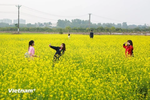 Thời điểm đầu đông, giới trẻ Hà Nội thi nhau tìm đến những vườn hoa cải ở khu vực ngoại thành khi nơi đây đã nở hoa vàng tươi, tạo nên những thảo nguyên hoa rực rỡ. (Ảnh: Thế Đại/Vietnam+)