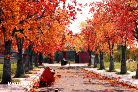 Lấy cảm hứng từ rừng lá phong đỏ tại Hàn Quốc và Canada, một con đường lá phong đỏ rực rỡ vừa xuất hiện tại Thạch Cầu (Long Biên, Hà Nội) khiến người dân Thủ đô mê mẩn. (Ảnh: Vietnam+) 