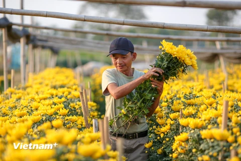 Làng hoa Tây Tựu (quận Bắc Từ Liêm, Hà Nội) là một trong những nơi cung cấp hoa chủ lực cho Thủ đô, đặc biệt cho dịp Tết Nguyên đán đang sắp tới gần. (Ảnh: Minh Sơn/Vietnam+)