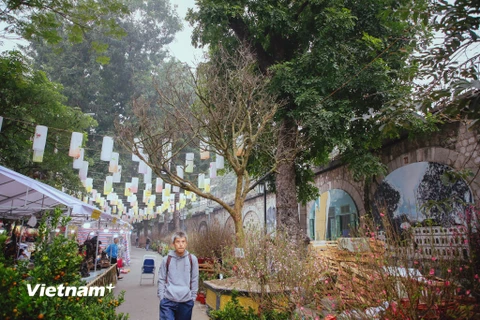 Tại khu vực Chợ hoa Tết truyền thống trên phố Phùng Hưng và Hàng Lược xuất hiện một cây hoàng mai được rao bán giá 4 tỷ đồng. (Ảnh: Minh Sơn/Vietnam+)