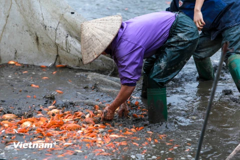 Vào những ngày cận Tết, người dân làng nghề nuôi cá chép đỏ Thủy Trầm (Tuy Lộc, Cẩm Khê, Phú Thọ) lại tất bật thu hoạch cá. (Ảnh: PV/Vietnam+)