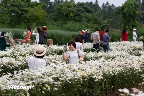 Thời điểm cuối tháng 10, tuy chưa đến mùa nhưng một số nhà vườn tại Hà Nội đã mở cửa cho khách du lịch vào chụp ảnh cúc họa mi nở sớm. (Ảnh: Minh Sơn/Vietnam+)