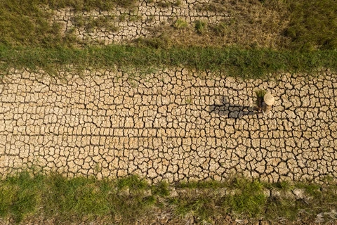 Cánh đồng lúa khô nứt nẻ do hạn hán tại xã Mỹ Nhơn, huyện Ba Tri, tỉnh Bến Tre. (Ảnh: Thông Hải/Báo ảnh Việt Nam)