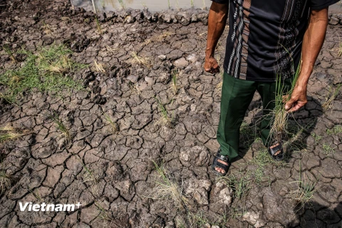 Hàng ngàn gốc sầu riêng chết dần chết mòn, hàng chục ngàn hecta lúa bị thiệt hại à hậu quả khủng khiếp mà hậu mà khủng khiếp của những đợt xâm nhập mặn vùng Đồng bằng sông Cửu Long. 