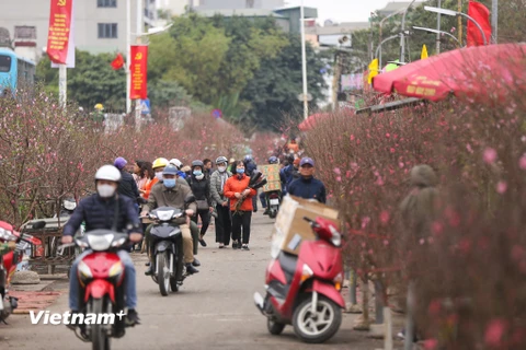 Trước thềm Tết Nguyên đán hằng năm, chợ hoa Quảng An (Tây Hồ, Hà Nội) lại nhộn nhịp hơn những ngày bình thường. (Ảnh: Minh Sơn/Vietnam+)