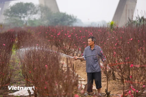 Chỉ còn nửa tháng nữa là đến Tết Nguyên đán 2021, người dân làng đào Phú Thượng (Tây Hồ, Hà Nội) những ngày này tất bật chăm sóc đào để bung nở đúng dịp. (Ảnh: Minh Sơn/Vietnam+)