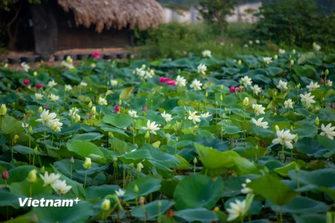 Nằm cách trung tâm Hà Nội khoảng 13 km, du khách sẽ ngỡ ngàng khi thấy một đầm sen với hàng trăm loại sen thi nhau đua nở. (Ảnh: Minh Sơn/Vietnam+)