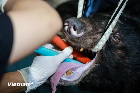 Sáng 25/6, Tổ chức Động vật Châu Á đã thực hiện cứu hộ ba cá thể gấu của một hộ gia đình nuôi lâu năm nay tự nguyện trao trả tại thành phố Lạng Sơn để đưa về Trung tâm Cứu hộ Gấu Việt Nam. (Ảnh: Hoàng Đạt/Vietnam+)