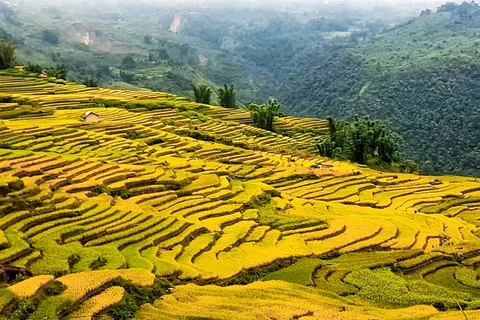 Những ngày đầu tháng Chín, khi đến với Y Tý (Lào Cai), du khách sẽ được đắm mình vào những ruộng bậc thang vàng ruộm. (Ảnh: Đỗ Hùng/Vietnam+)